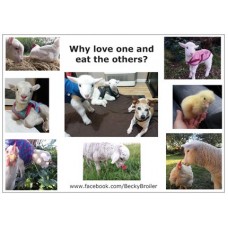 Becky Broiler Postcards #3